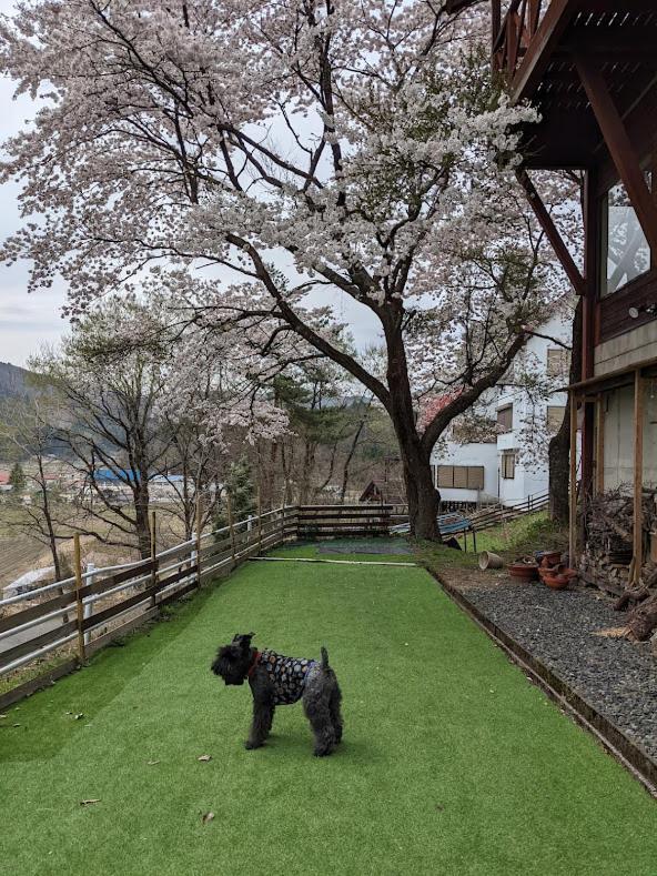 ワンコと泊まるジャスミンクリーク Hotel Toyooka  Luaran gambar